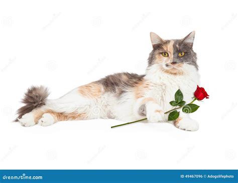 Calico Cat Holding Red Rose Stock Photo Image 49467096