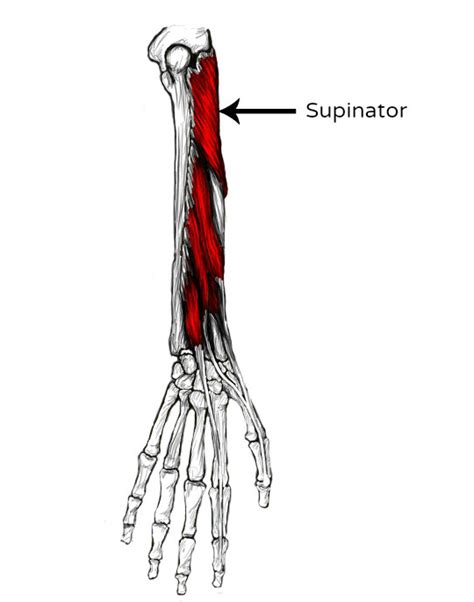 Supinator Pain And Trigger Points