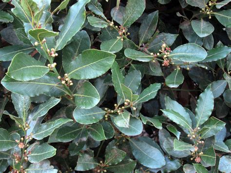 You Can Grow Your Own Bay Laurel And Nows A Great Time To Plant One