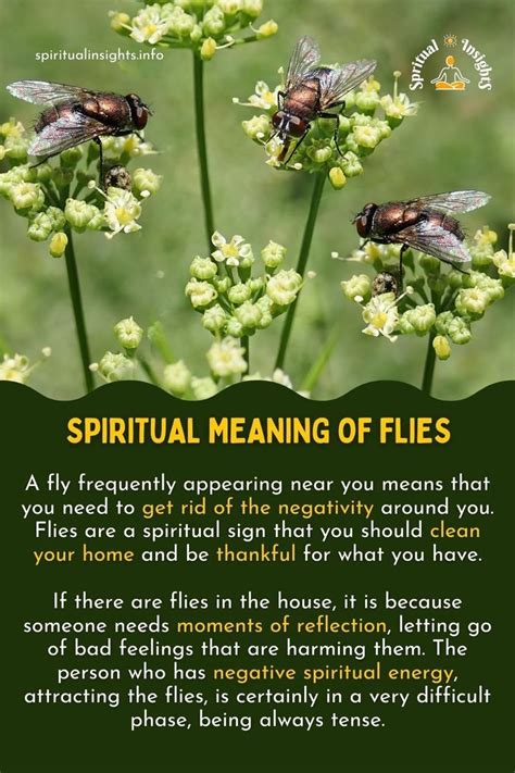 Flies Spiritual Meaning Symbolism Artofit