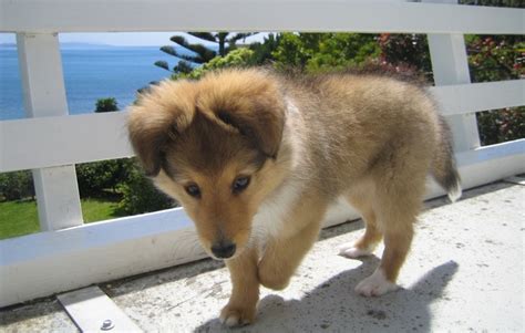 Find local shetland sheepdog puppies for sale and dogs for adoption near you. Image - Sable-sheltie-puppy.jpg | Animal Jam Wiki | FANDOM ...