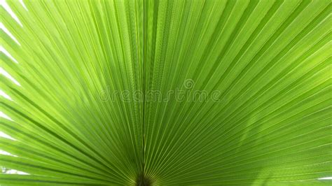 Exotic Palm Tree Washingtonia Pleated Leaf Close Up Photo With Place