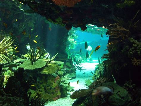 Underwater Cave Underwater Caves Underwater Sea Cave