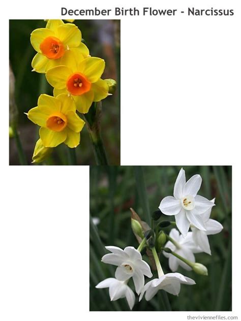 Narcissus The Birth Flower For December The Vivienne Files