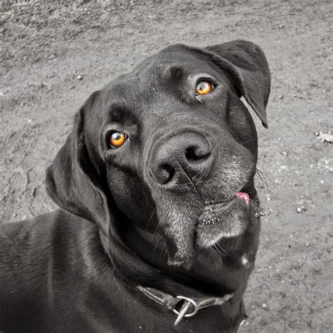 Er hat einen tiefen und breiten brustkorb und einen muskulösen. Kampfradieschen | Hunde, Tiere, Cane corso