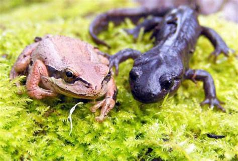 Volunteers To Count Frogs Salamanders At Road Crossings