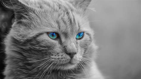 Скачать 1920x1080 кот голубоглазый морда фотошоп пушистый чб обои