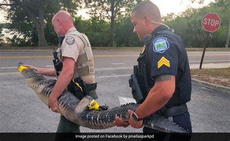 alligator spotted outside supermarket in florida cops say was hungry for pub sub