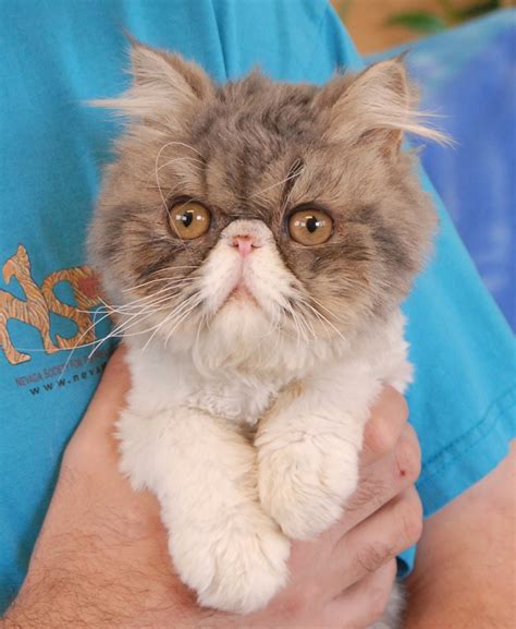 Our new cat adoption and rehabilitation programs help us place homeless cats, including those with special needs, in loving homes. Sharky, an affectionate Persian debuting for adoption.