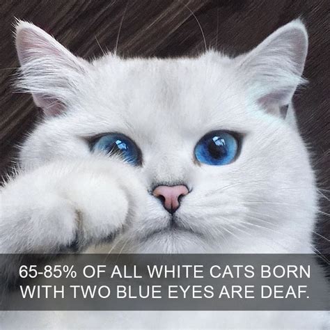 Cats are known for some odd behaviors and strange ways. You Probably Weren't Aware Of These Cat Facts! - Only OMG