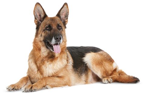 German Shepherd Dog Png High Quality Image Png All