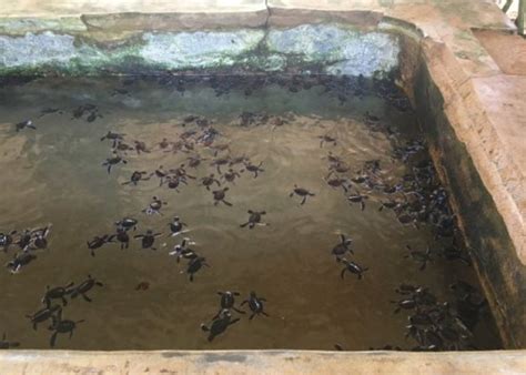 Sea Turtle Hatchery And Rescue Center In Hikkaduwa Sri Lanka Map