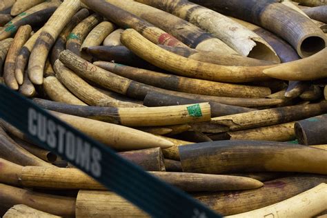 Vietnam Seizes 600 Kg Of Ivory Smuggled From Africa