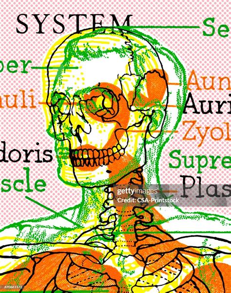 Skeletal System High Res Vector Graphic Getty Images