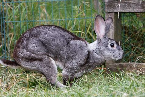 Kaninchenrassen Übersicht Und Bilder