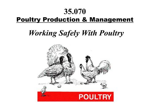 Ppt 35070 Poultry Production Management Powerpoint Presentation