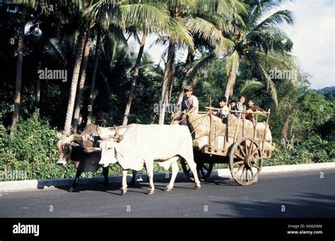 Children Riding On Back Of Cart Hi Res Stock Photography And Images Alamy