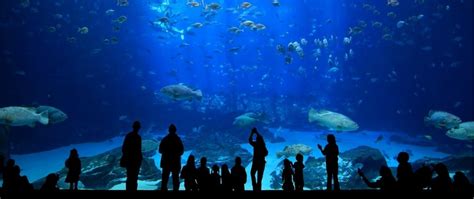 Istanbul Aquarium Tour Tour Guides Istanbul