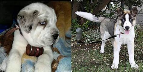 The rapid growth and weight of a st. The Potential Problems With A Saint Bernard Husky Mix