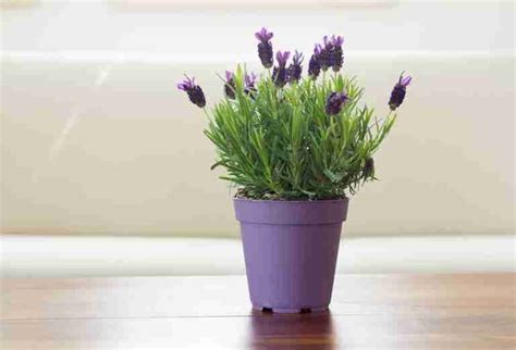 Lavender Plant Care Indoor 7 Must Know Tips Indoor Home Garden