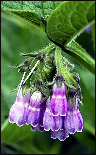 Check spelling or type a new query. Purple Comfrey Flower - Plant & Nature Photos - Part of Me