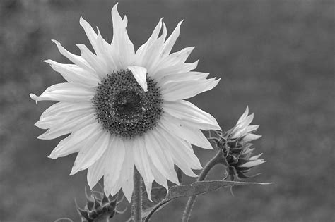 Eur 19,99 bis eur 29,99. Sonnenblume - Bild & Foto von Andreas Dändliker aus Natur ...