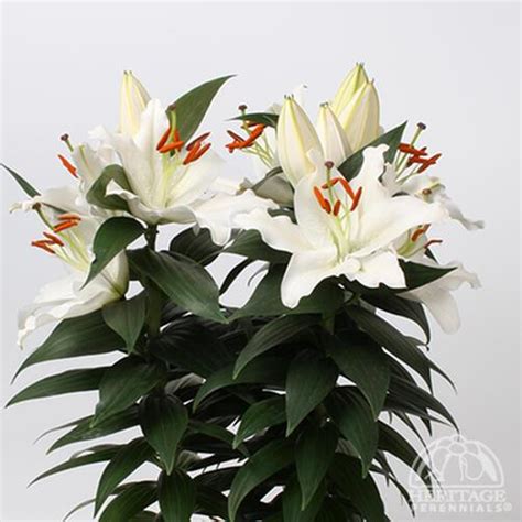 Plant Profile For Lilium ‘sunny Okinawa Dwarf Oriental Lily Perennial