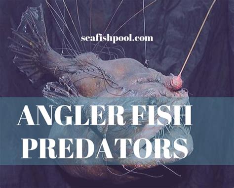Angler Fish Predators What Fish Do Angler Fish Eat Seafish