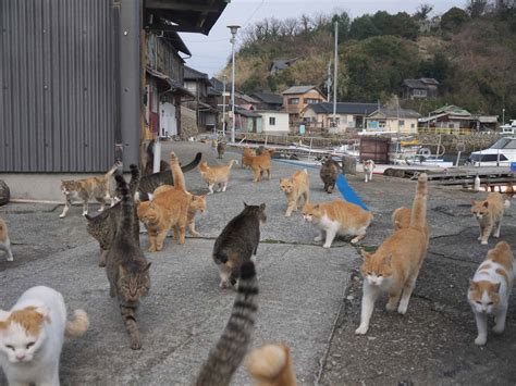 Discover The Japanese Cat Islands Where Cats Outnumber Humans 81 A