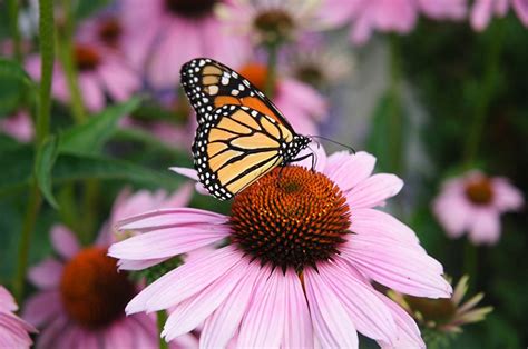 Monarch Butterfly Watch