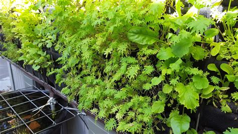 Vertical Vegetable Aquaponics Plants On Walls