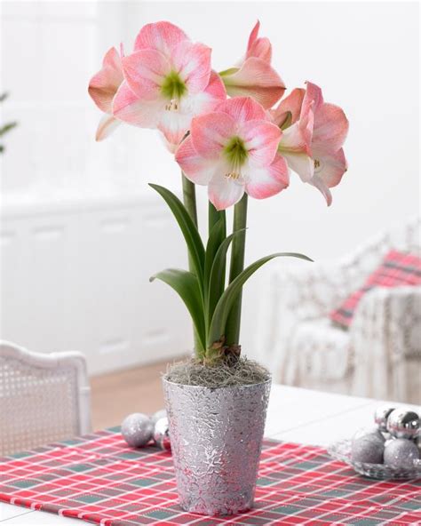 What bulbs bloom in winter. Amaryllis Bulbs Anxious for Spring Sprout in Closet | HGTV