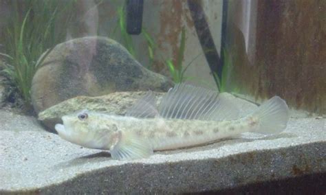 Update On My Freshwater Gobies