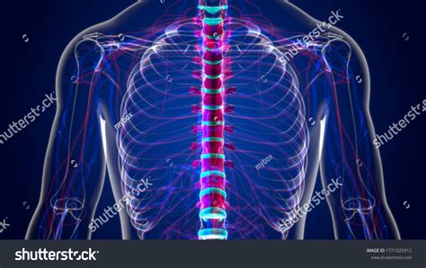 Human Skeleton Vertebral Column Thoracic Vertebrae Stock Illustration