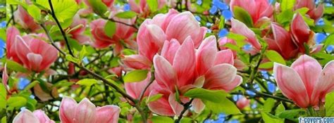 We did not find results for: flowers spring 5 Facebook Cover timeline photo banner for fb