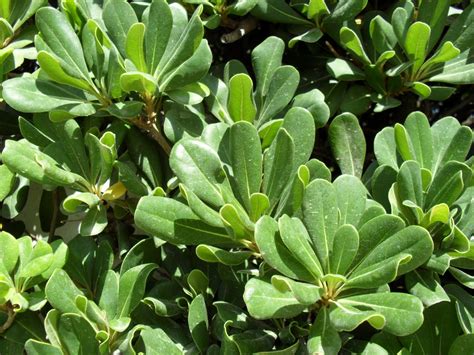 Can a pittosporum be used as an evergreen tree? brightly coloured sunflowers: Pittosporum tobira