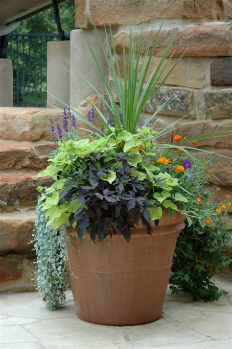 Do marijuana plants stop growing at certain temperatures? Warm Weather Plants for Porch Pots - Page 2 of 2 - Western ...