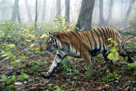 Amur Tiger Habitat Threatened By Illegal Logging Of Russian Forests