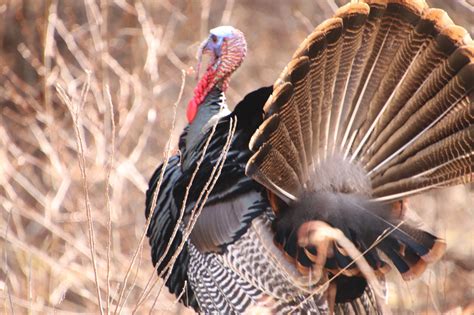 Reminder Spring Wild Turkey Harvest Authorization Applications Are Due