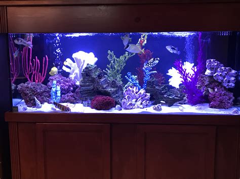 100 Gallon Fish Only Aquarium Installation And Maintenance Services