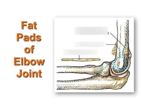 Fat Pads Of Elbow Joint Diagram Quizlet