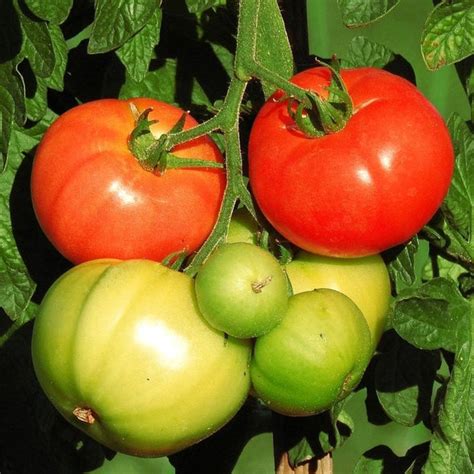 Seeds For Marglobe Supreme Tomato Solanum Lycopersicum Amkha Seed