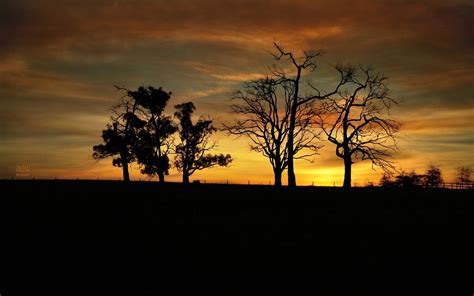 Silhouette Of Trees During Golden Hour Hd Wallpaper Wallpaper Flare