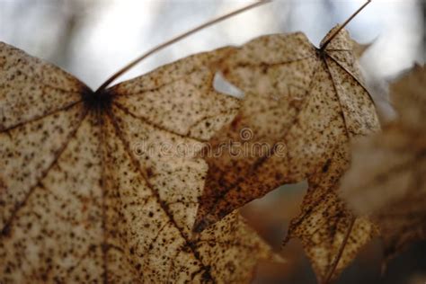 Brown Maple Leaves On A Tree Close Up With Sunlight Stock Image Image