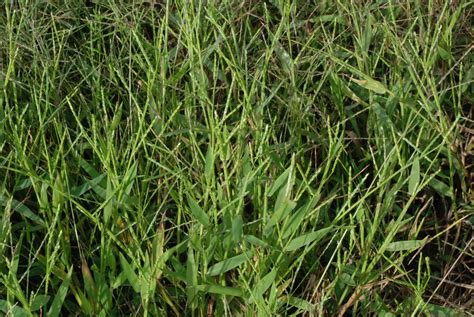 Urochloa Platyphylla Broad Leaf Liverseed Grass Broadleaf Signalgrass