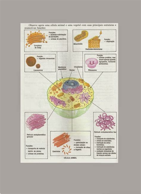 Um Pouco De Biologia Células E Suas Organelas