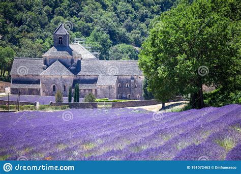 Abbaye Notre Dame De SÃ©nanque Countries Lavender Fields And Sunflowers