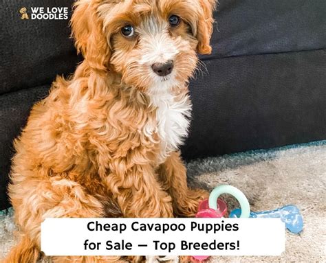 Cheap Cavapoo Puppies For Sale Top 4 Breeders 2023 We Love Doodles