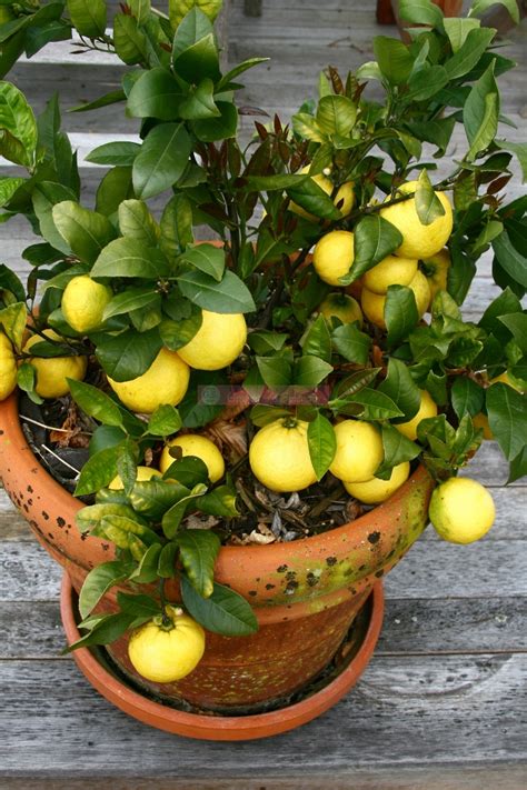 18 Best Ways To Grow Lemon Trees In Pots Springtime Cottage