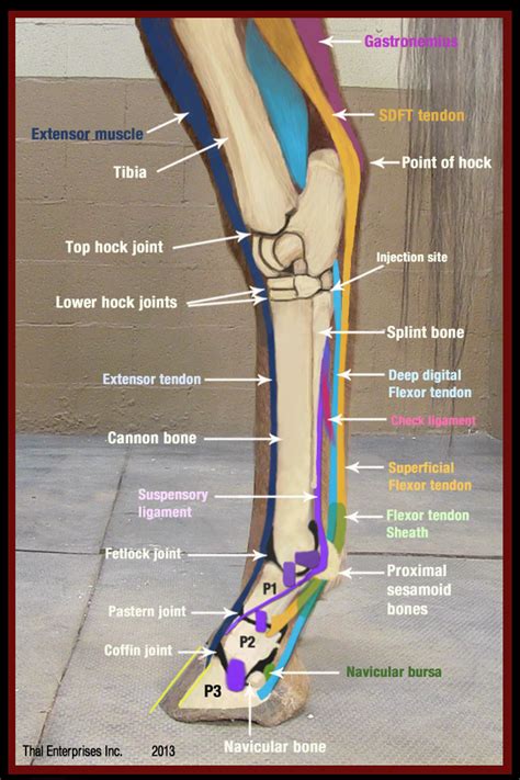 Proximal Suspensory Ligament Injury Hind Limb Horse Side Vet Guide